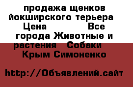 продажа щенков йокширского терьера › Цена ­ 25 000 - Все города Животные и растения » Собаки   . Крым,Симоненко